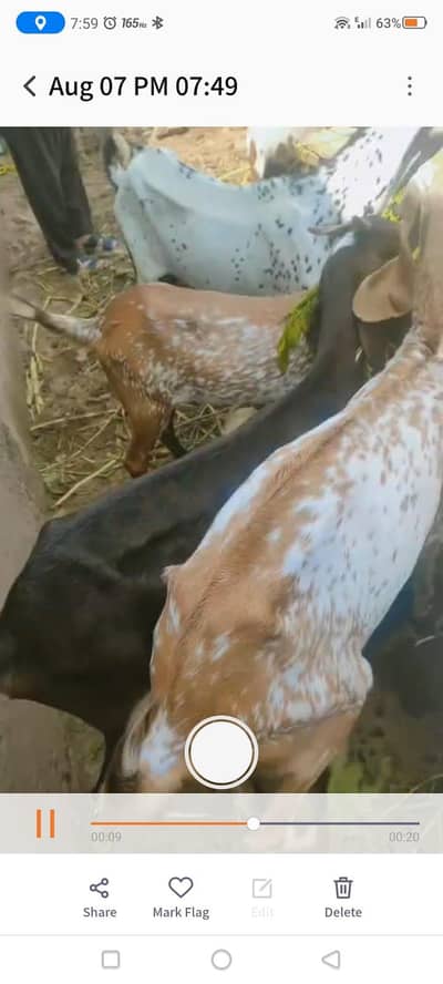 Goats For sale