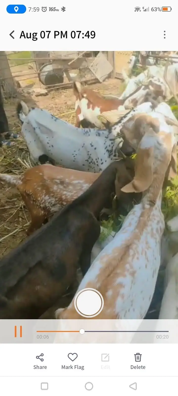 Goats For sale — photo 2