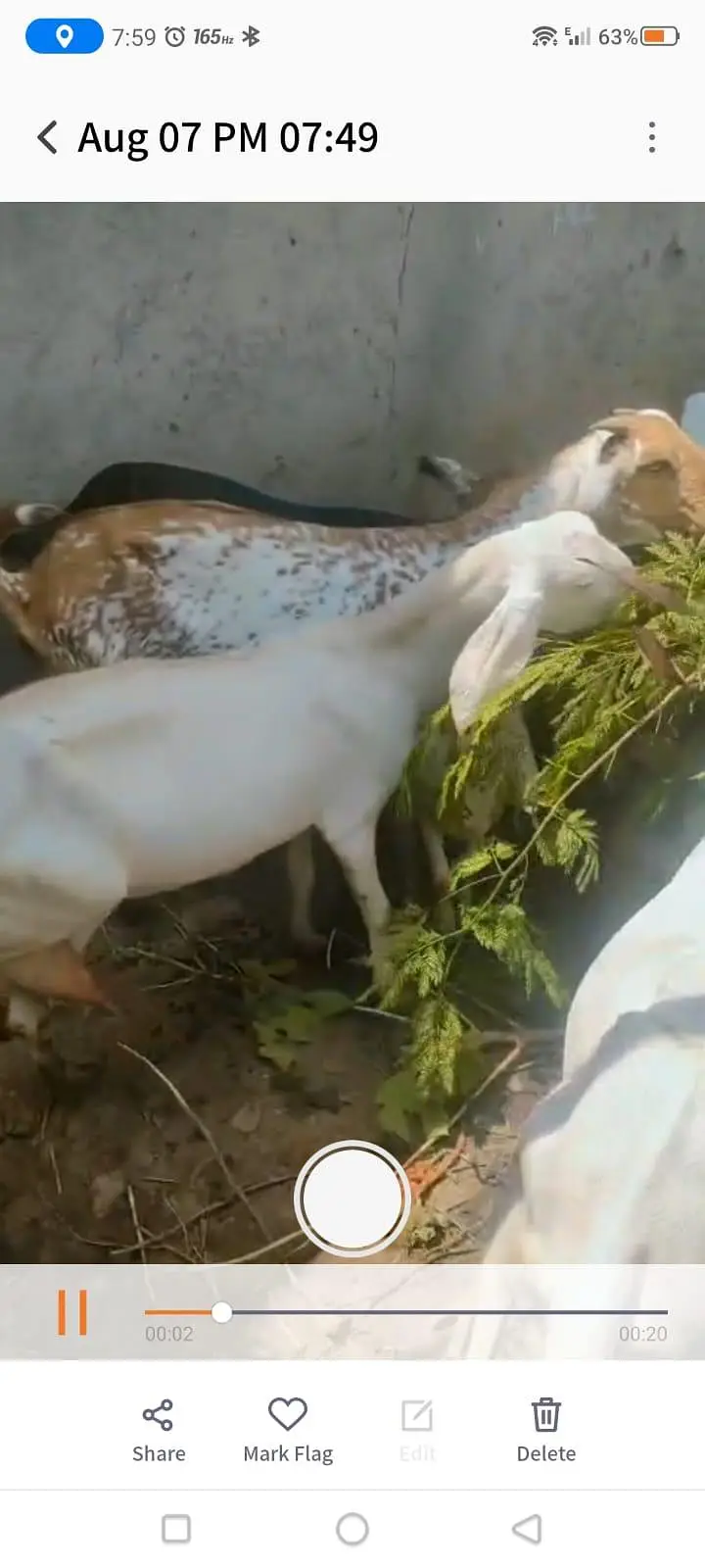 Goats For sale — photo 3