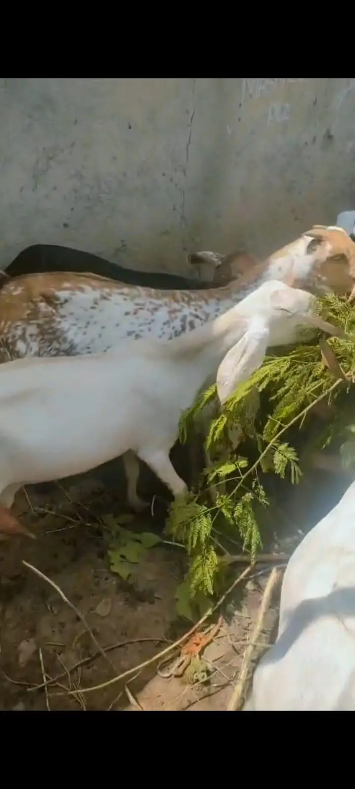 Goats For sale — photo 4