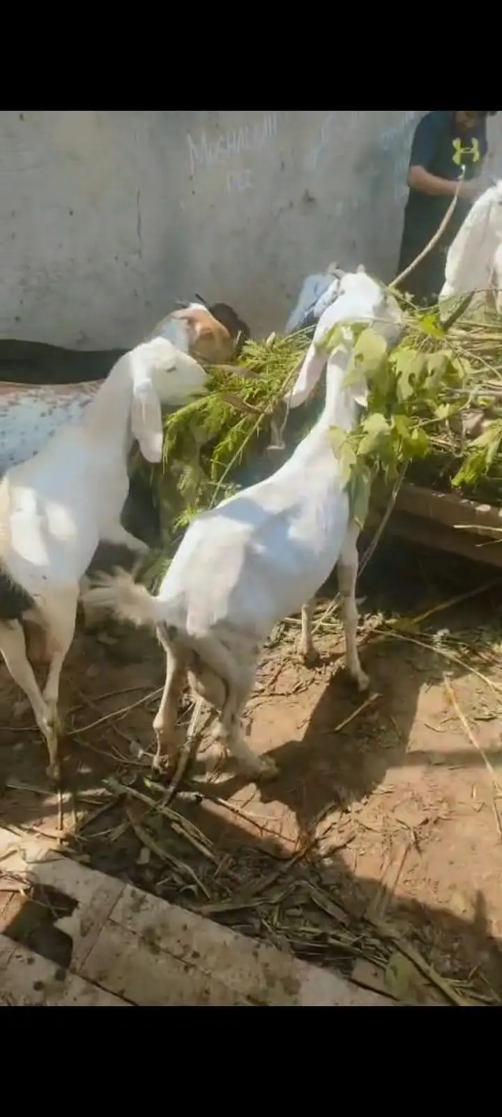 Goats For sale — photo 5