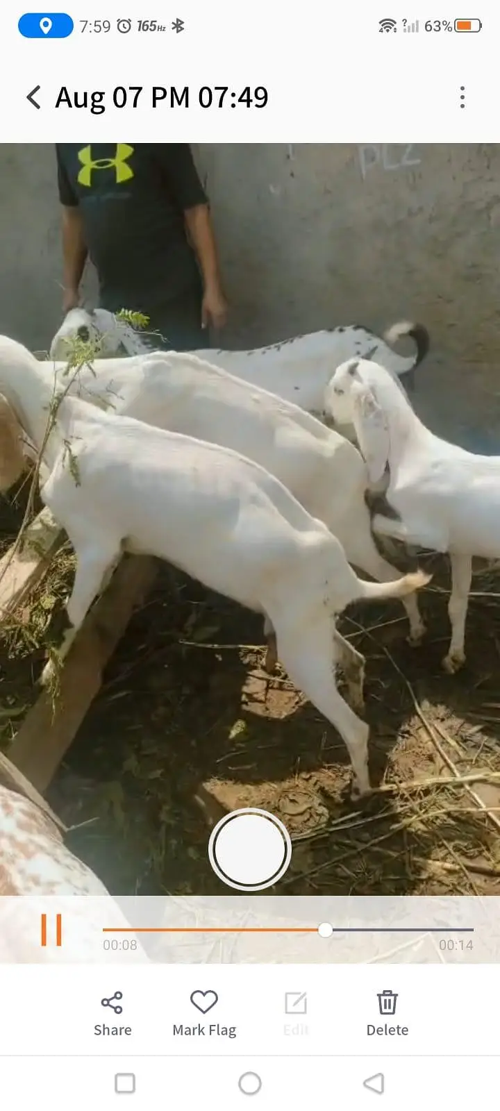 Goats For sale — photo 6