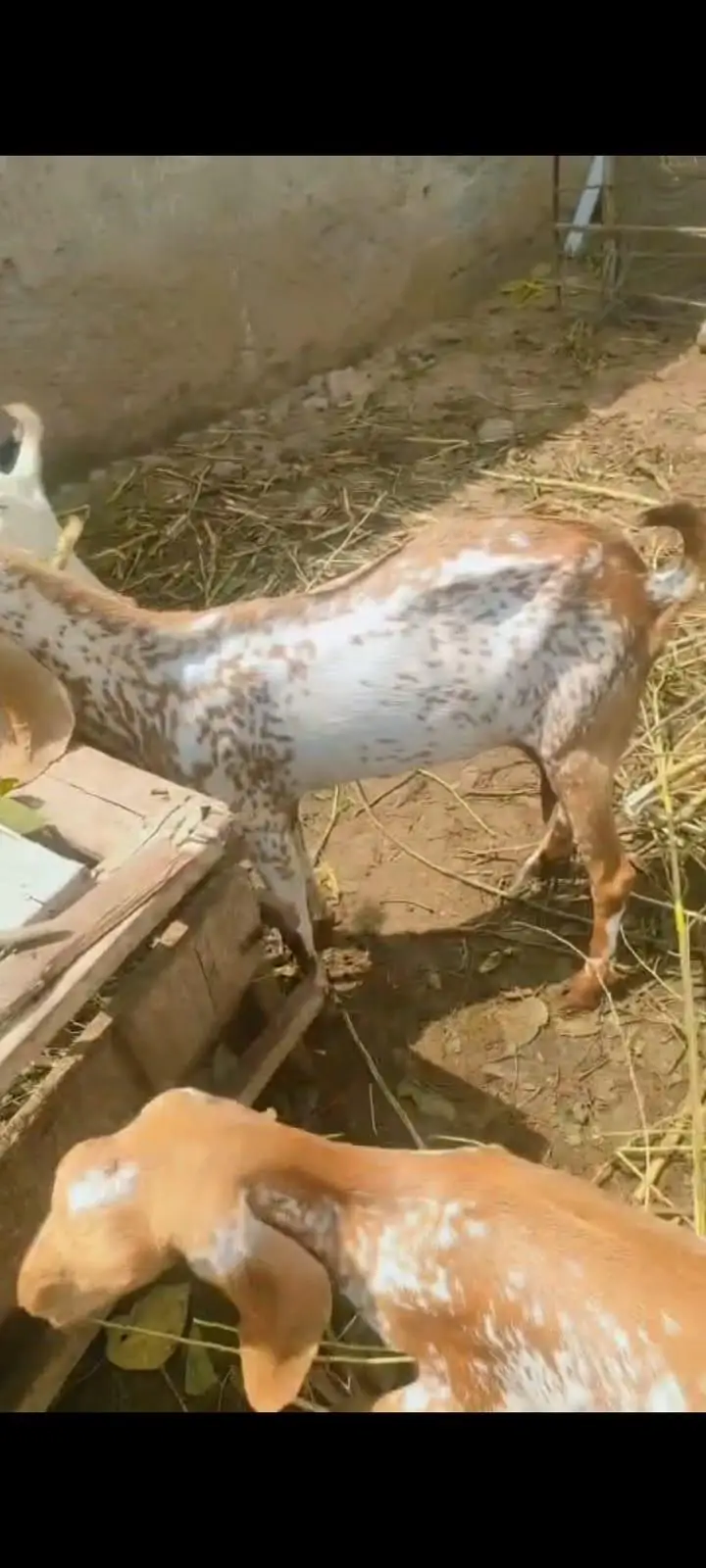 Goats For sale — photo 7