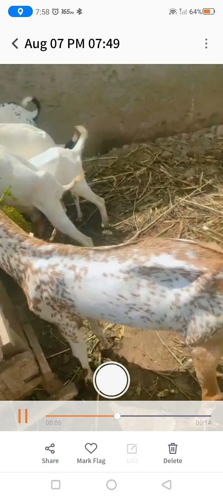 Goats For sale — photo 8