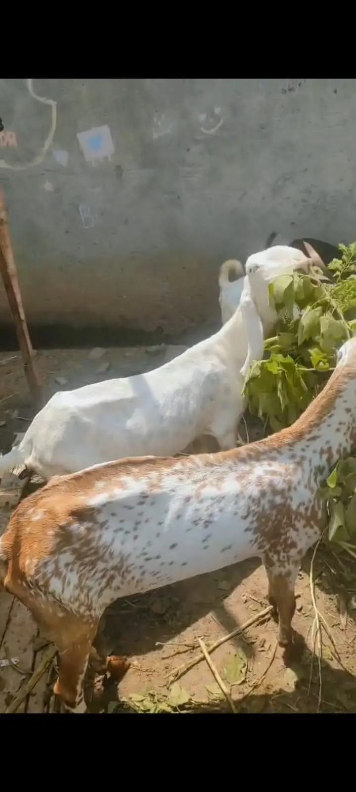 Goats For sale — photo 9
