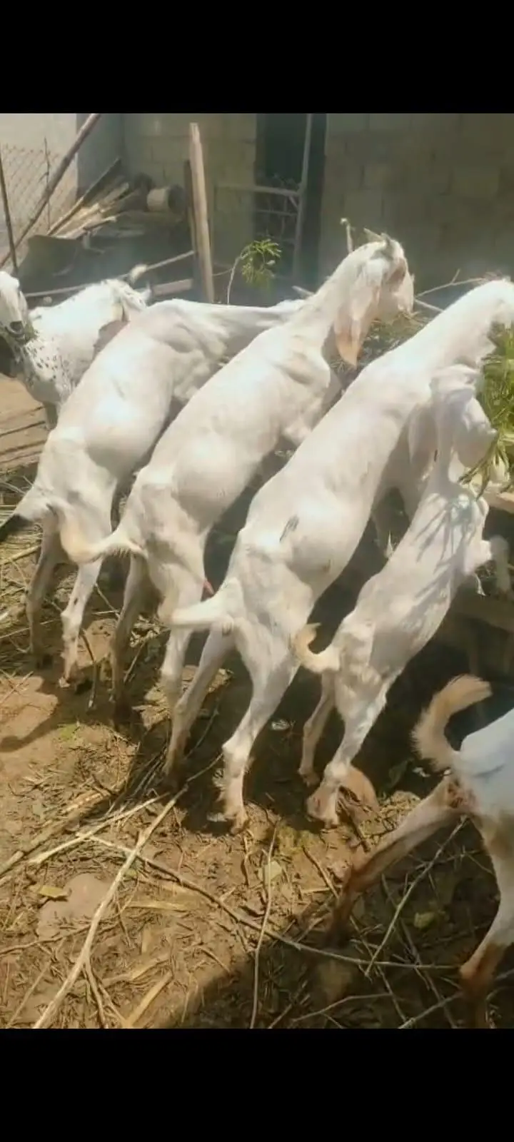 Goats For sale — photo 10