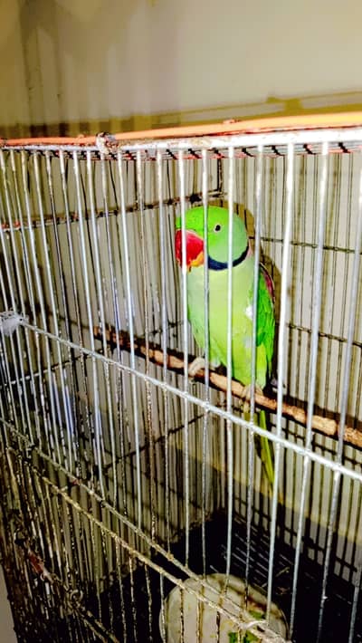 Green pahari toota 4years old