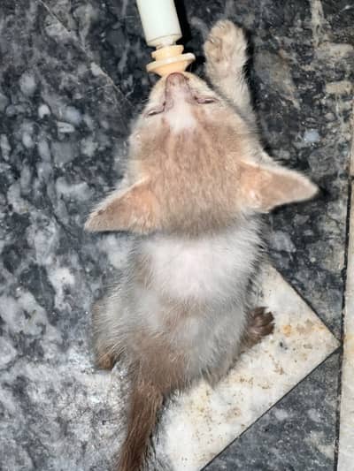Persions cat