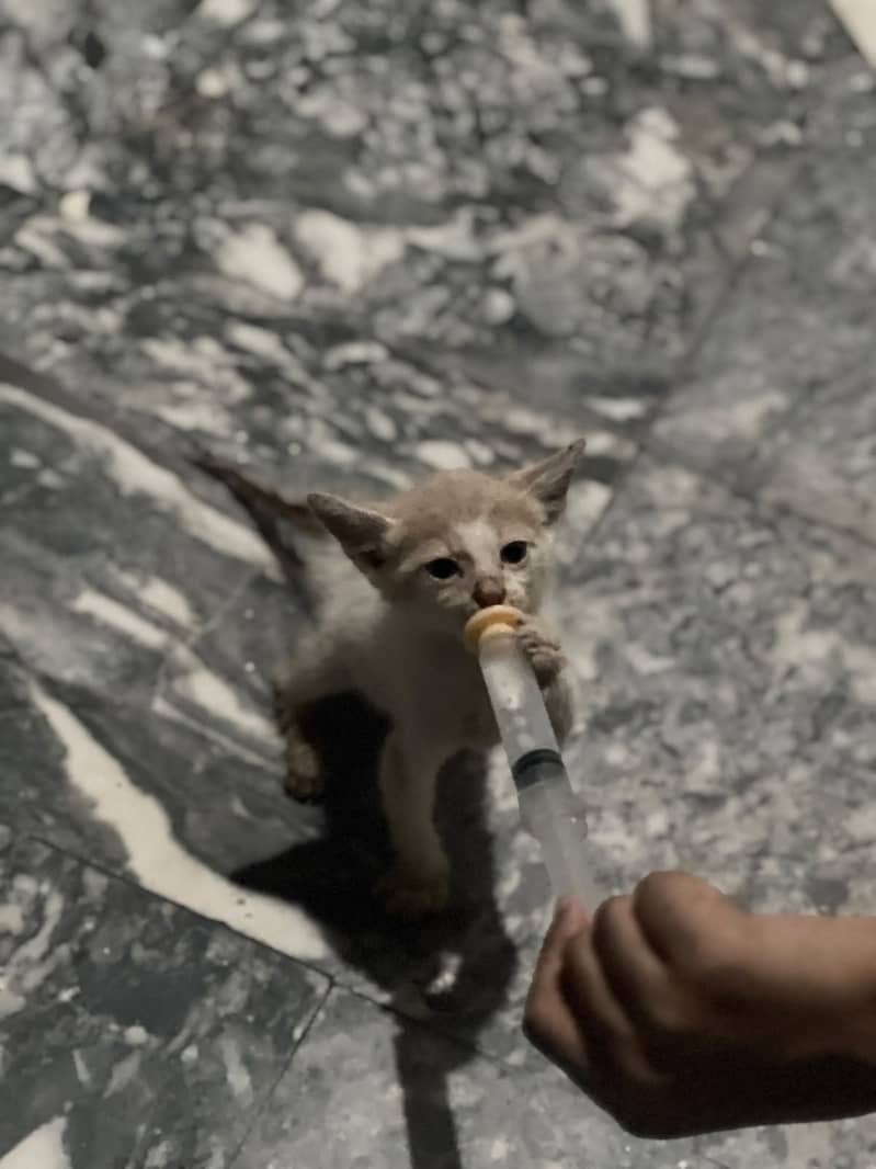 Persions cat 1