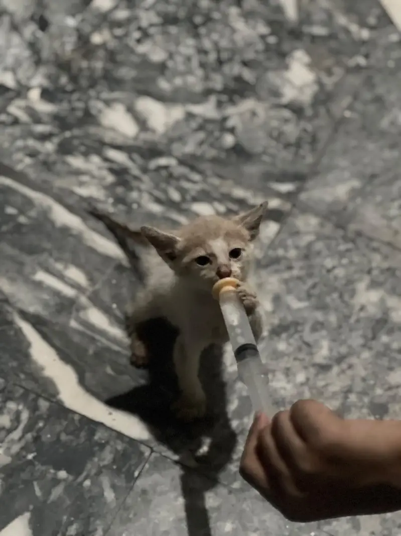 Persions cat — photo 2