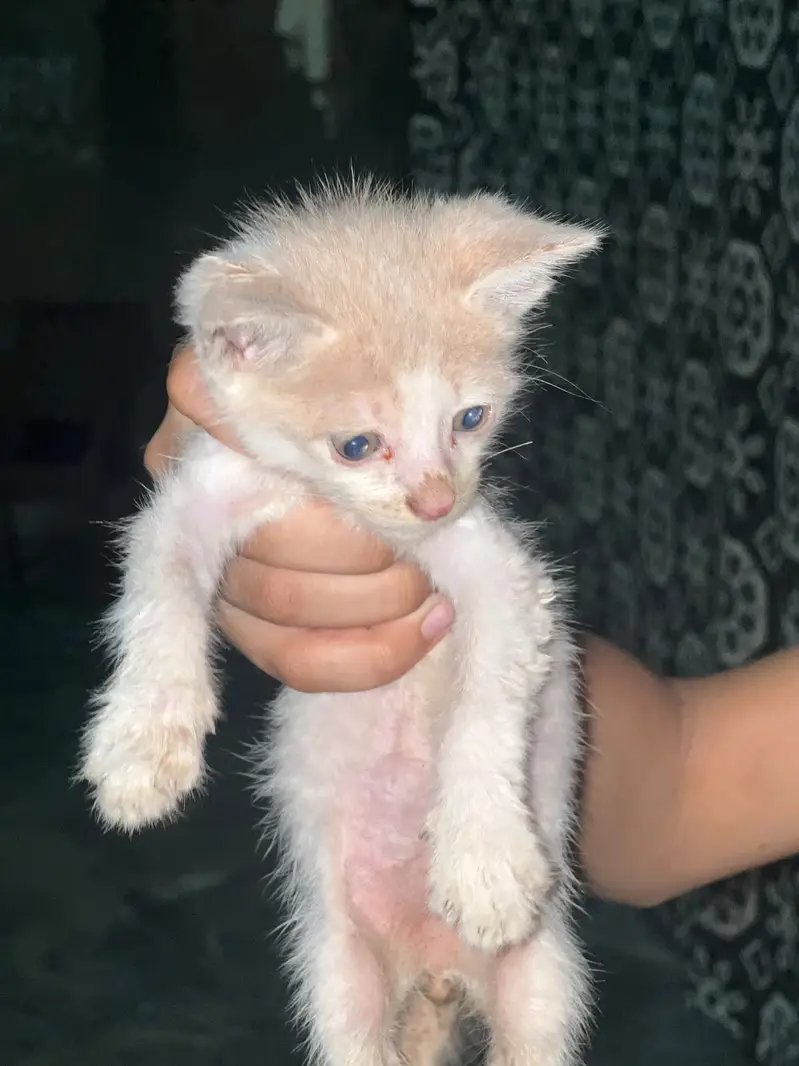 Persions cat — photo 3