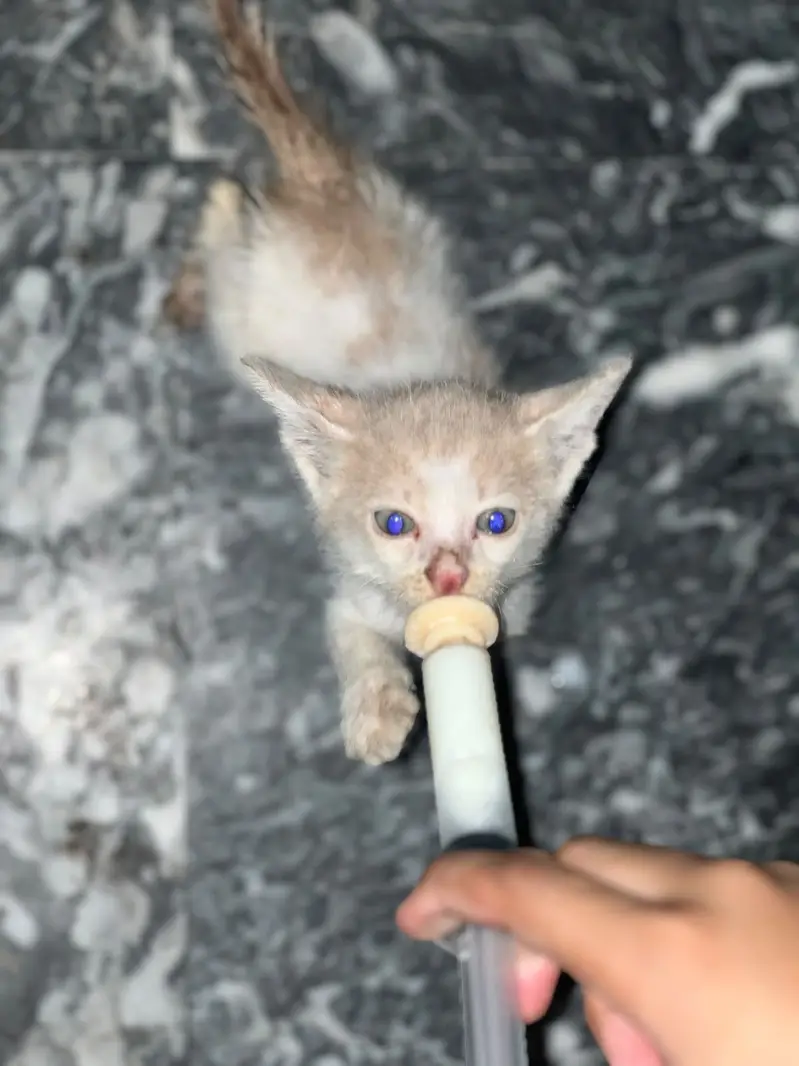 Persions cat — photo 4