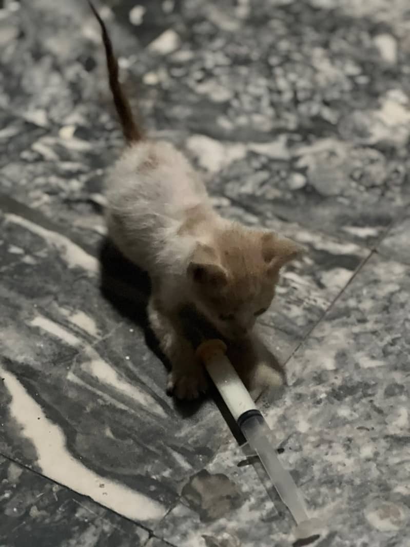 Persions cat 4