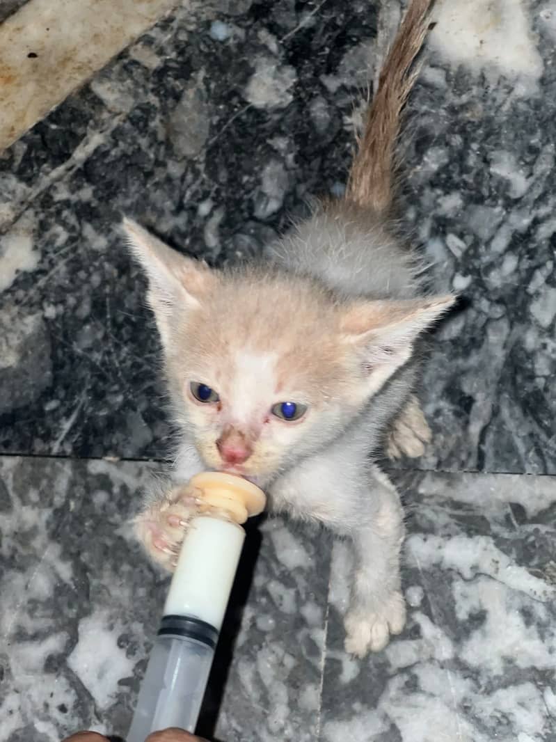 Persions cat 5