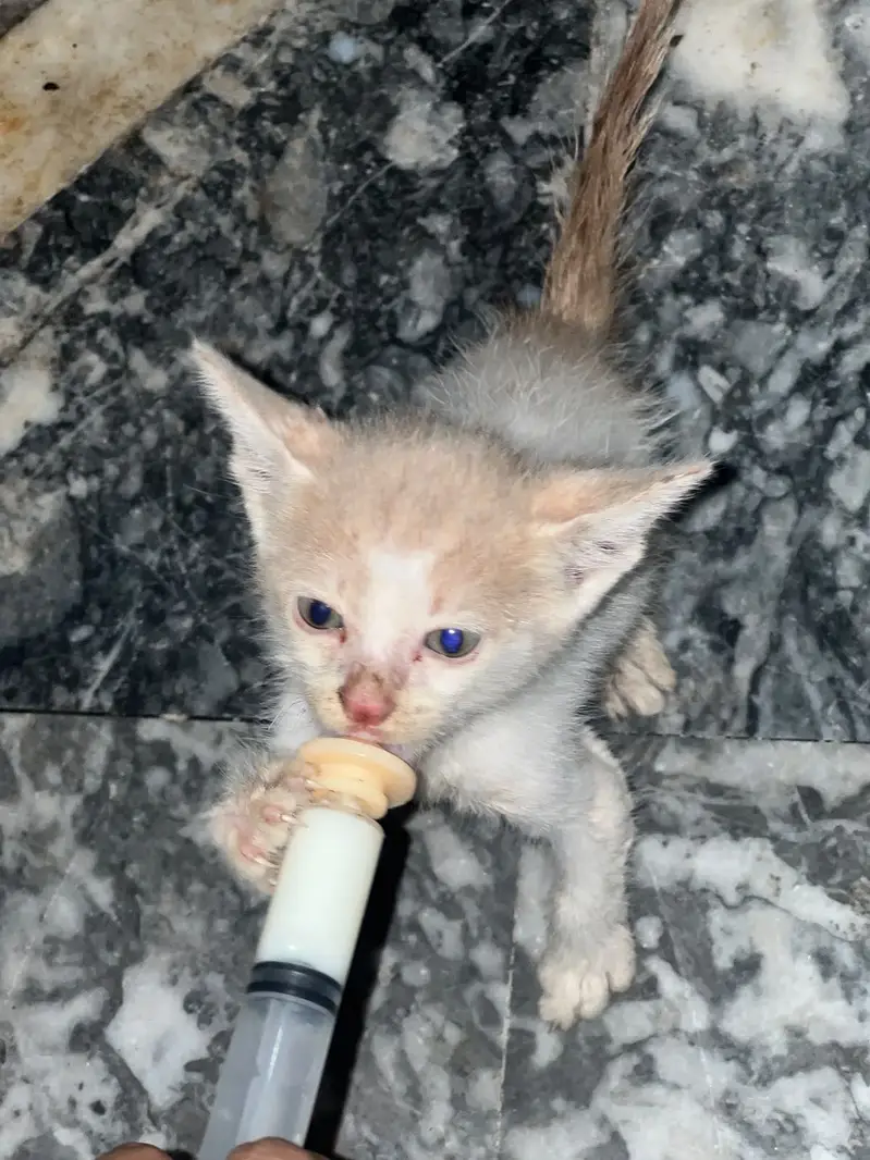 Persions cat — photo 6
