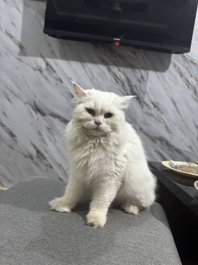 Persian cat white female 1 year old