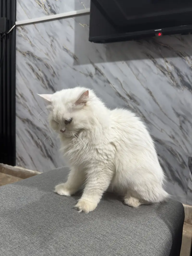 Persian cat white female 1 year old — photo 2