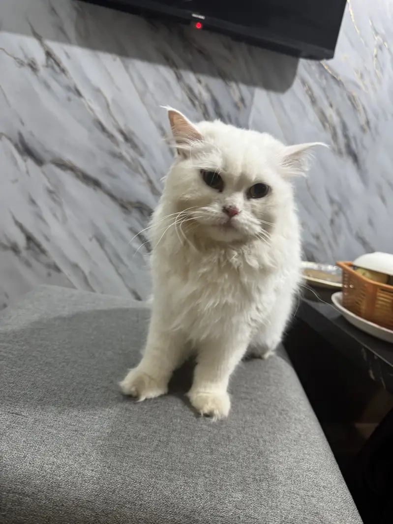 Persian cat white female 1 year old — photo 3