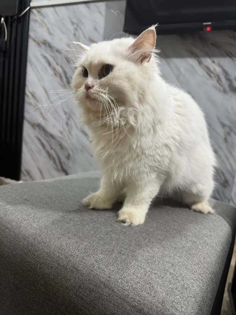 Persian cat white female 1 year old — photo 4