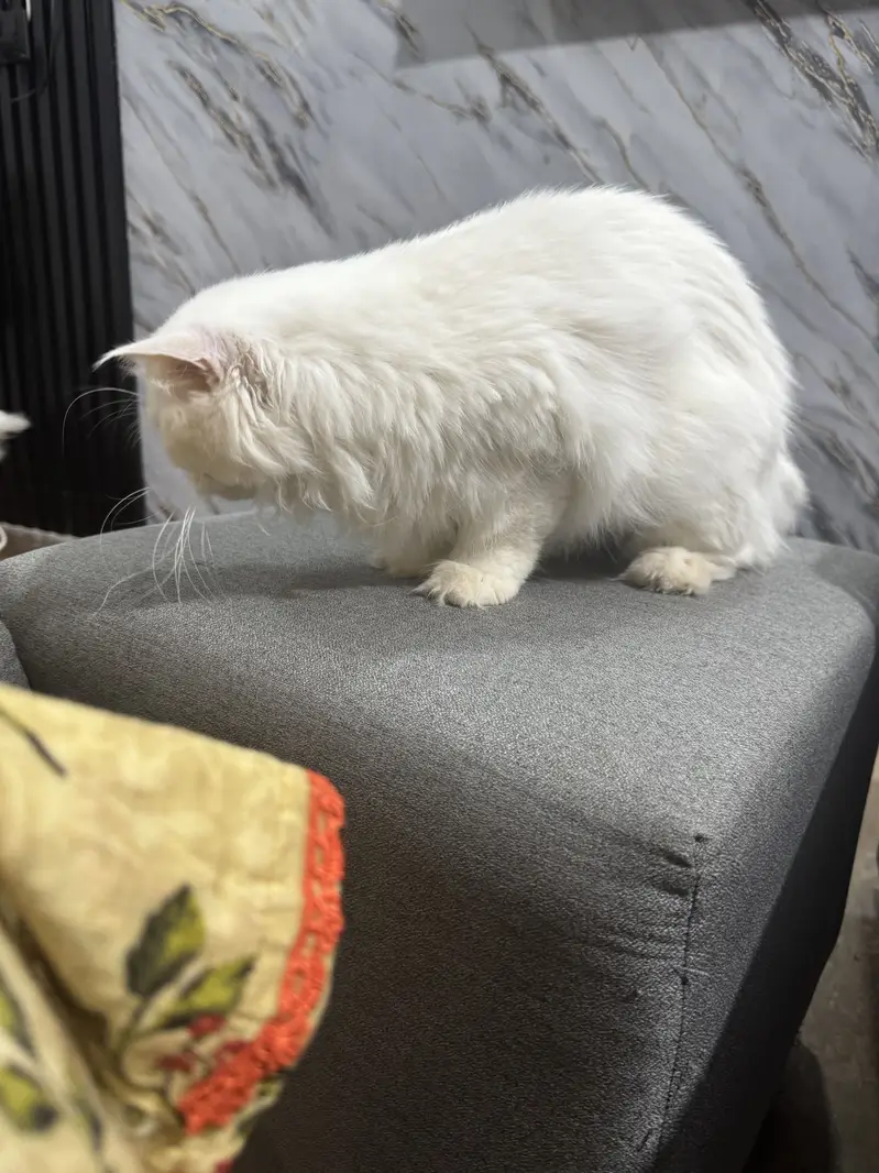 Persian cat white female 1 year old — photo 5