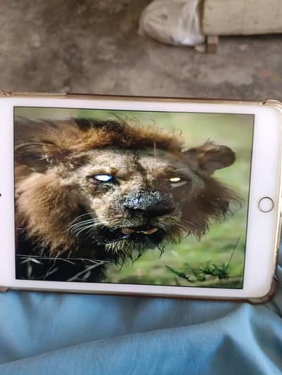 ipad mini 5