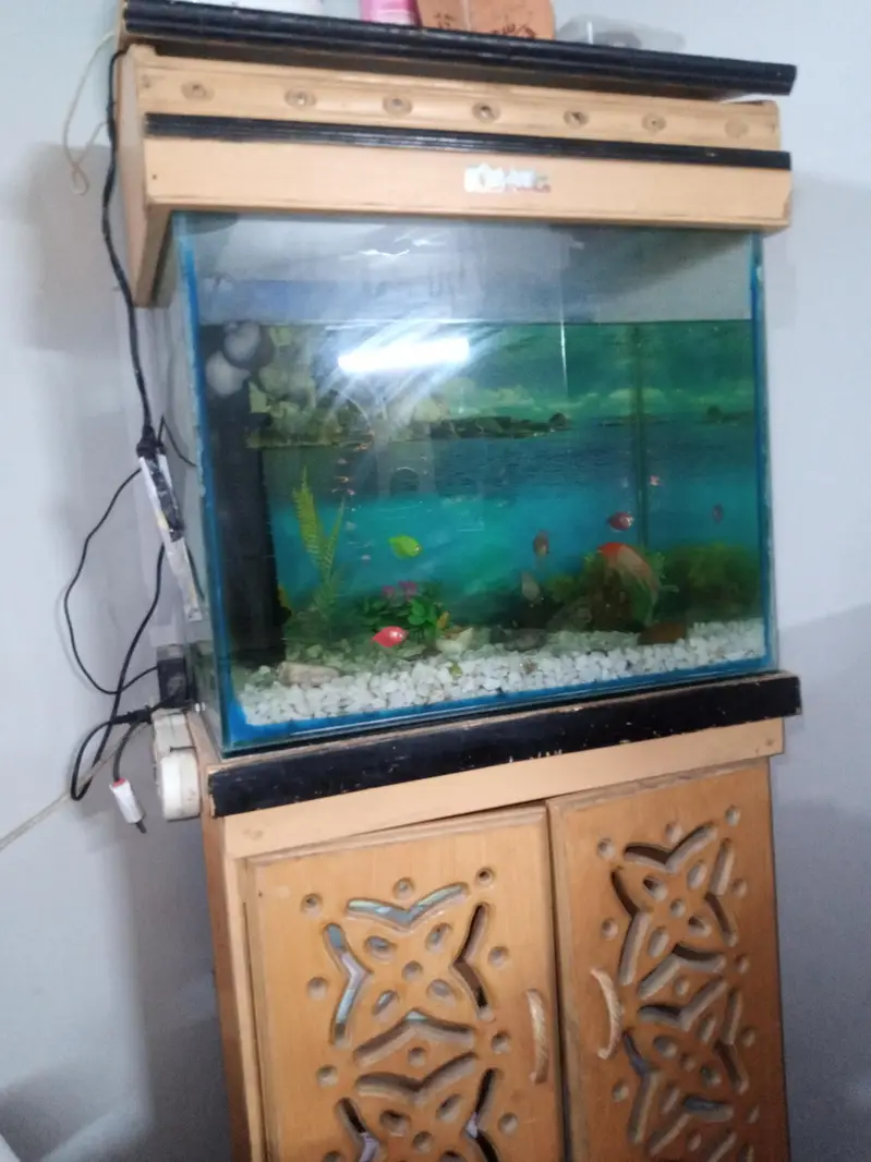 fish aquarium for sale