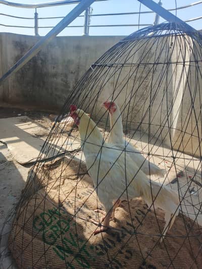 one pair white and one female tetri urgent for sale