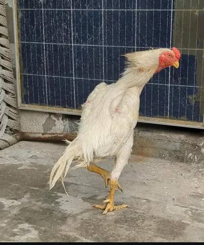 pure white German 0 shamo 03417511492