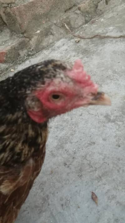 kurak wli madi Aseel hen aseel murgi egg