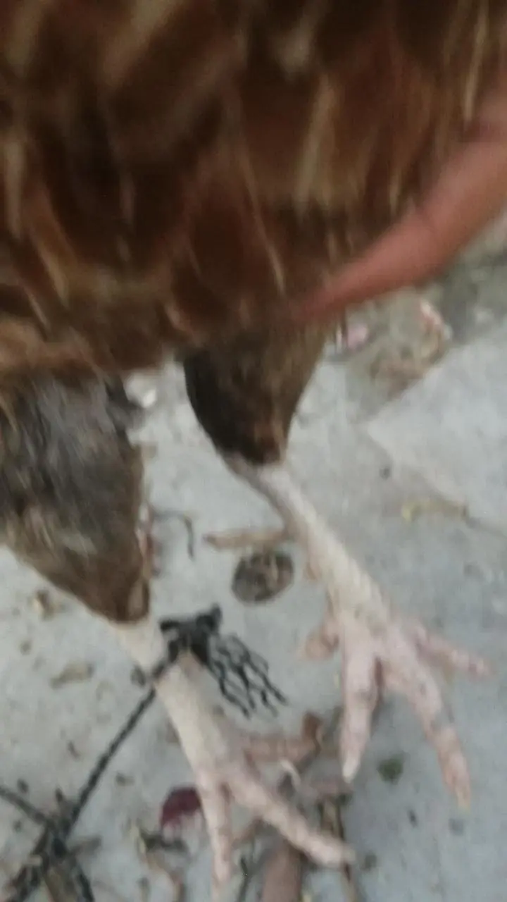kurak wli madi Aseel hen aseel murgi egg — photo 3