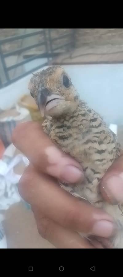 healthy chick