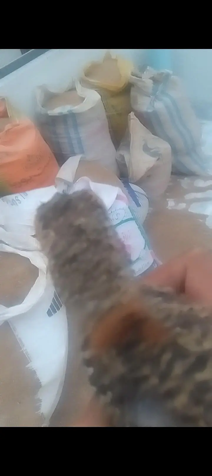 healthy chick — photo 2