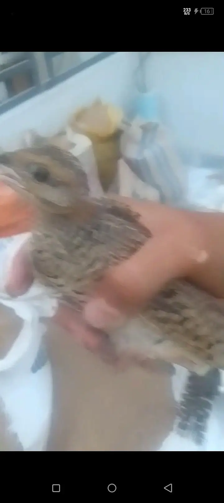 healthy chick — photo 3