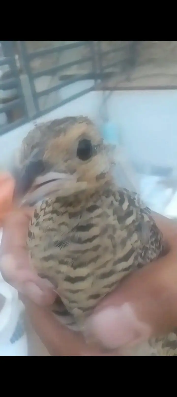 healthy chick — photo 4