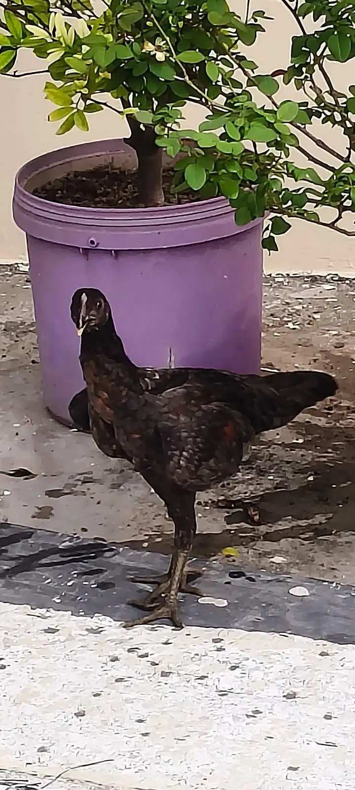 Aseel Thai keelo wali madi or dragon chick — photo 3