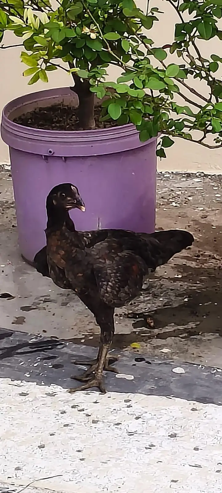 Aseel Thai keelo wali madi or dragon chick — photo 4