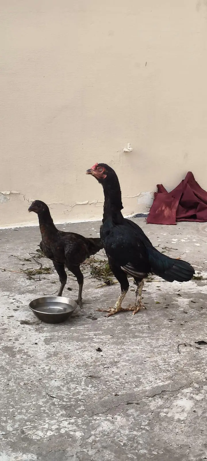 Aseel Thai keelo wali madi or dragon chick — photo 6