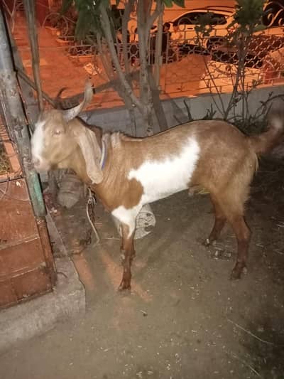 Bakra for sale