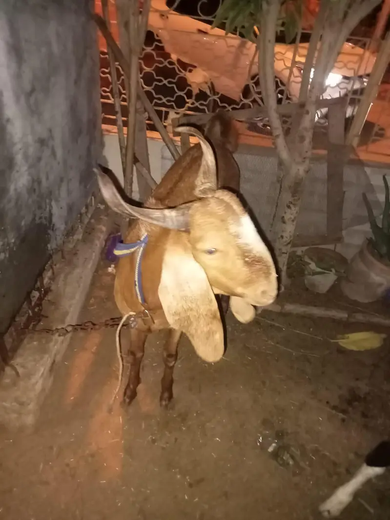 Bakra for sale — photo 2