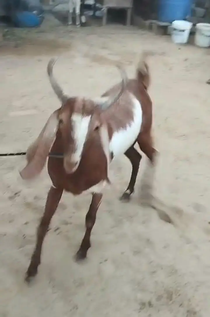 Bakra for sale — photo 3