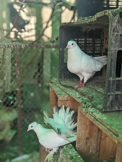 Pigeons for sale each Rs 1200 whatsaap number 03224732051