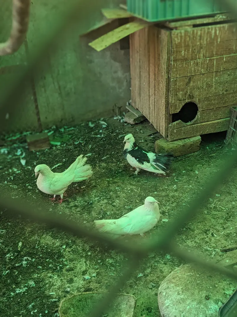Pigeons for sale each Rs 1200 whatsaap number 03224732051 — photo 3
