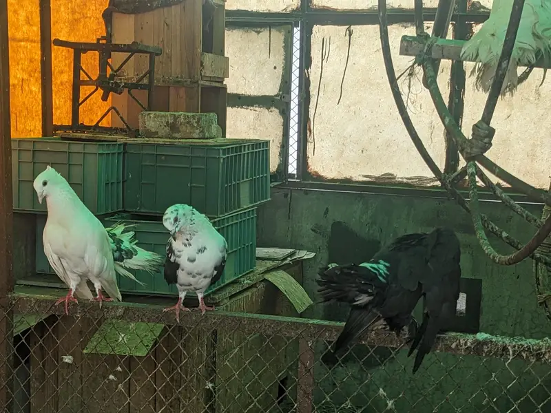 Pigeons for sale each Rs 1200 whatsaap number 03224732051 — photo 4
