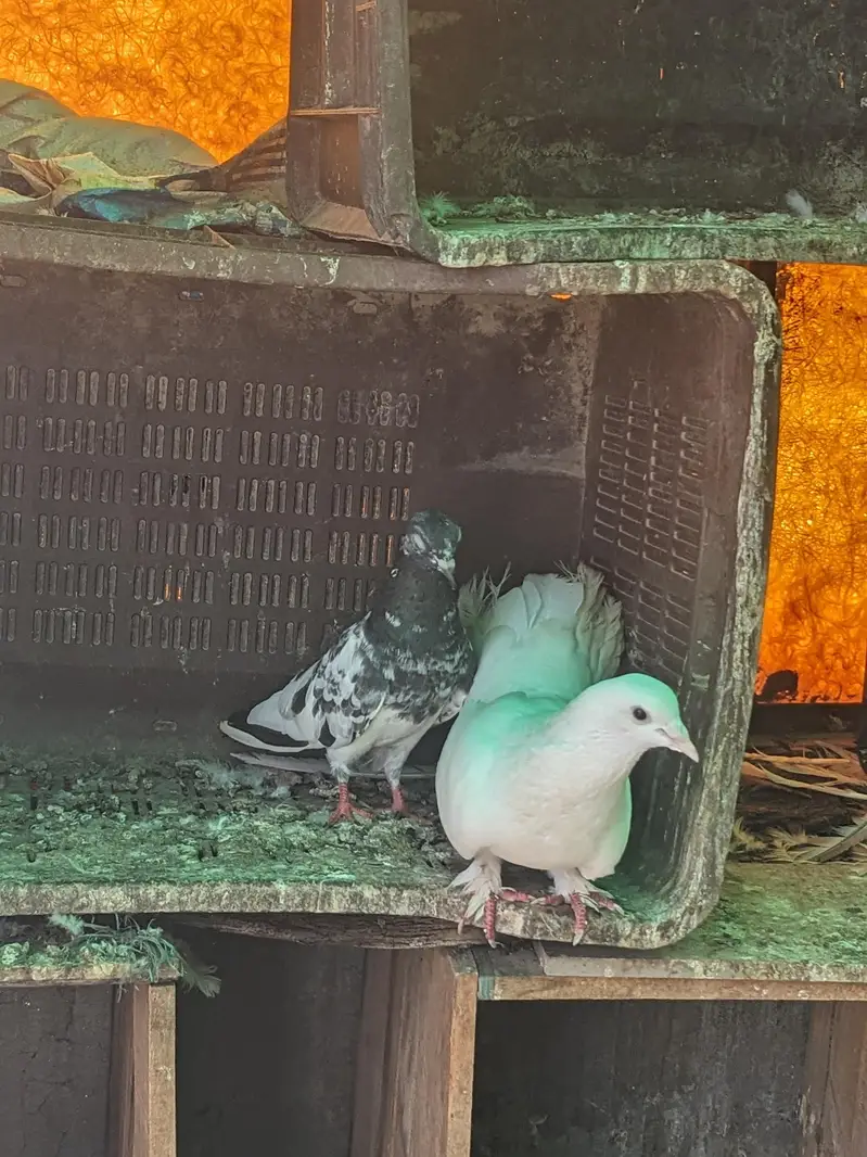 Pigeons for sale each Rs 1200 whatsaap number 03224732051 — photo 5