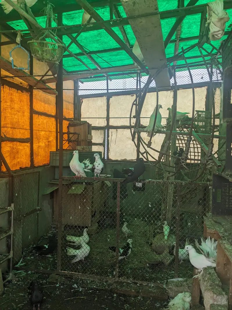 Pigeons for sale each Rs 1200 whatsaap number 03224732051 — photo 6
