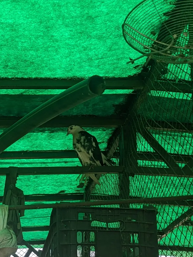 Pigeons for sale each Rs 1200 whatsaap number 03224732051 — photo 7