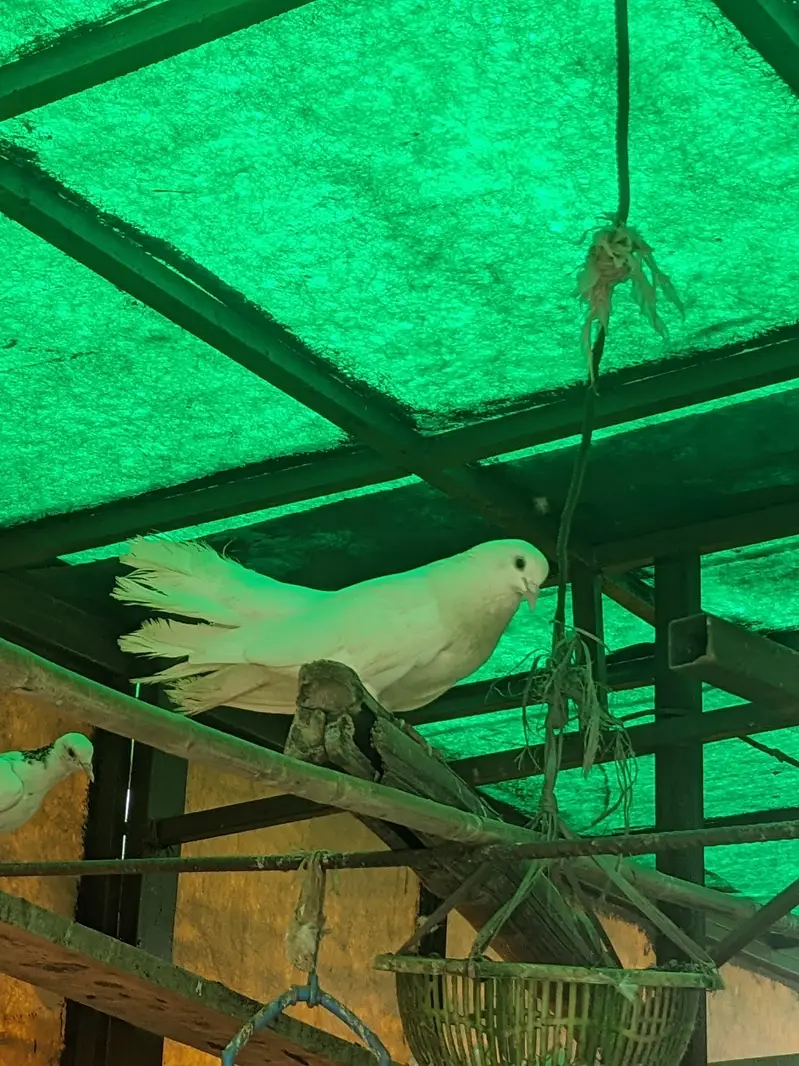 Pigeons for sale each Rs 1200 whatsaap number 03224732051 — photo 8