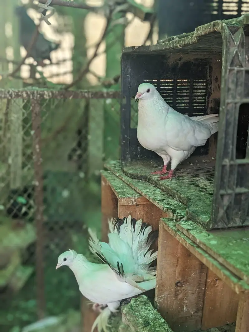 Pigeons for sale each Rs 1200 whatsaap number 03224732051 — photo 9
