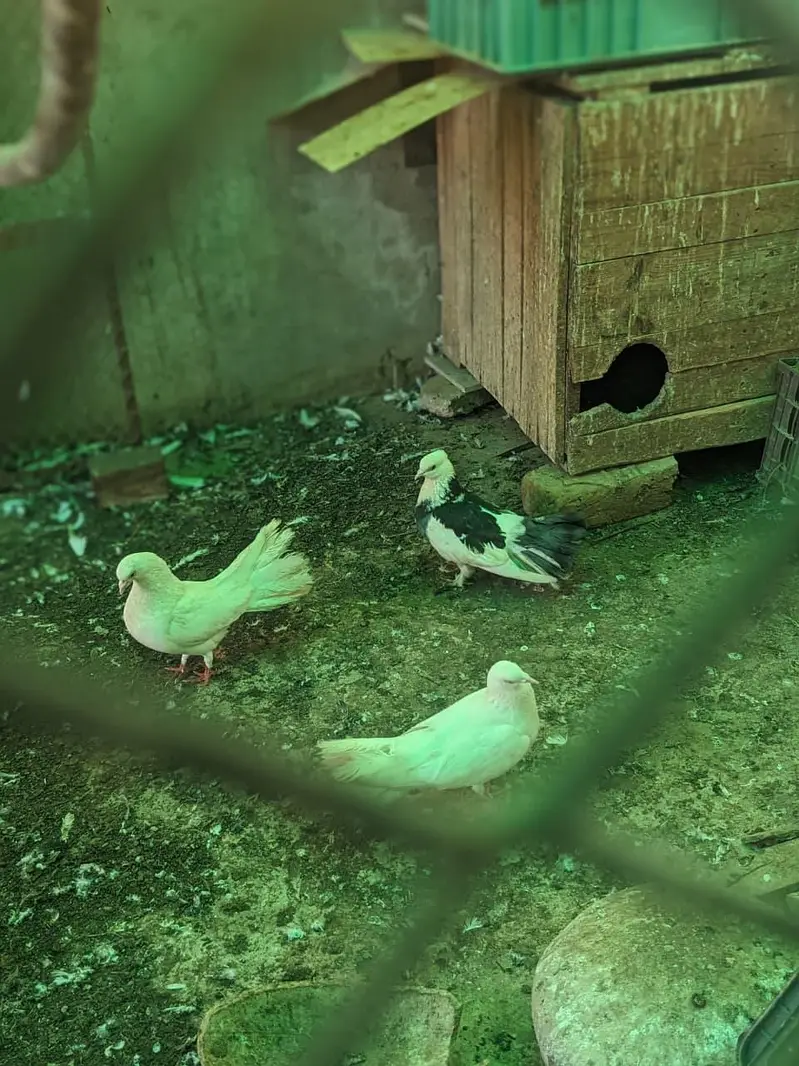 Pigeons for sale each Rs 1200 whatsaap number 03224732051 — photo 11