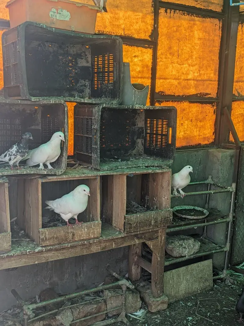 Pigeons for sale each Rs 1200 whatsaap number 03224732051 — photo 12